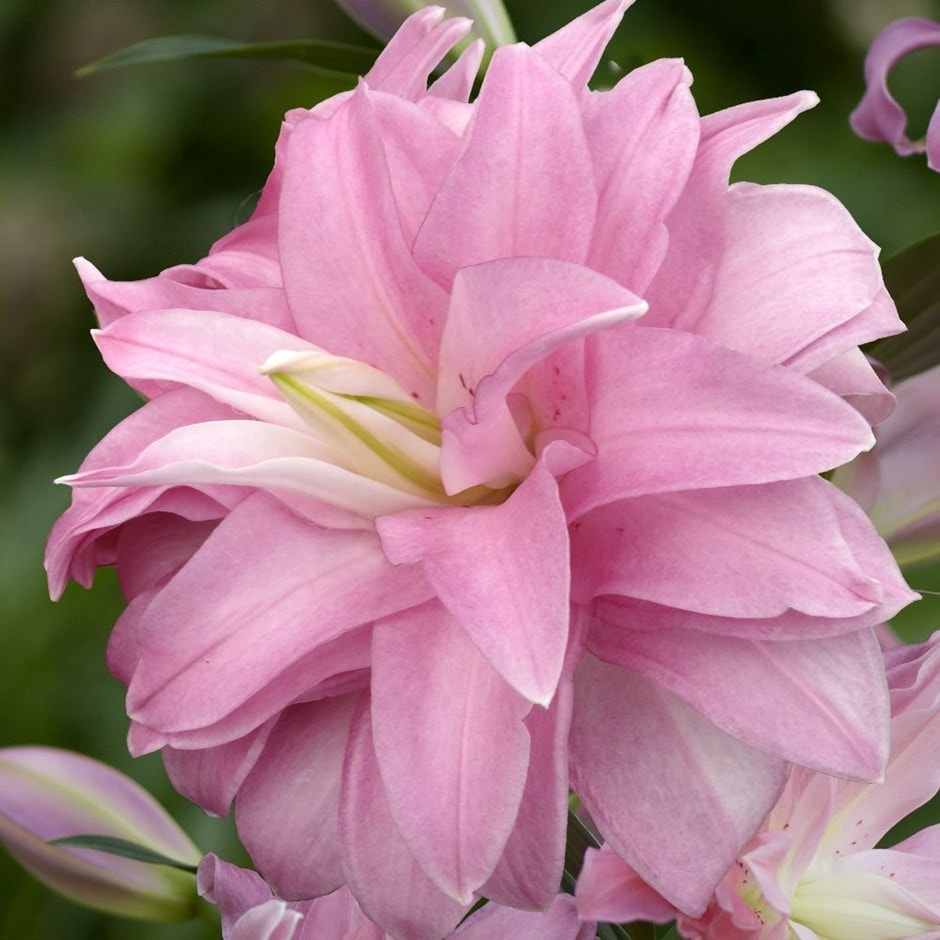 <i>Lilium</i> 'Lotus Breeze'