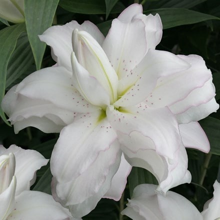 Lilium Lotus Beauty