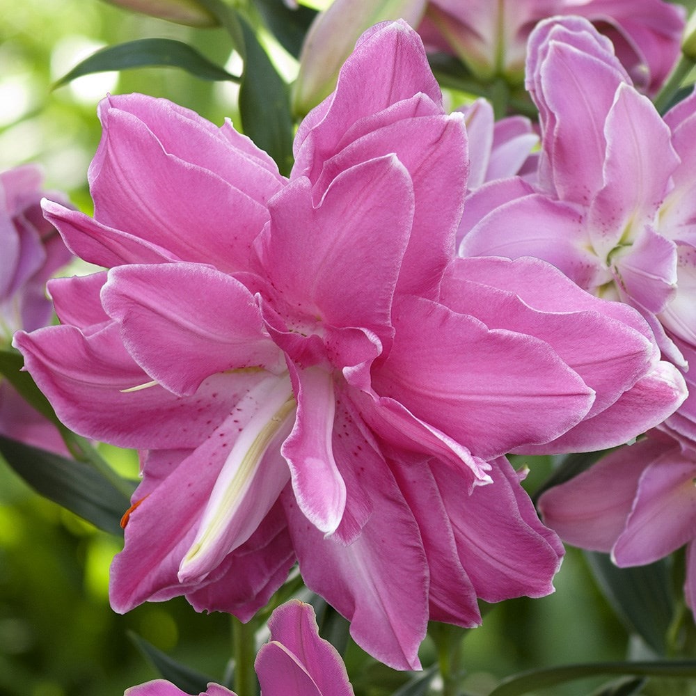 Product options image