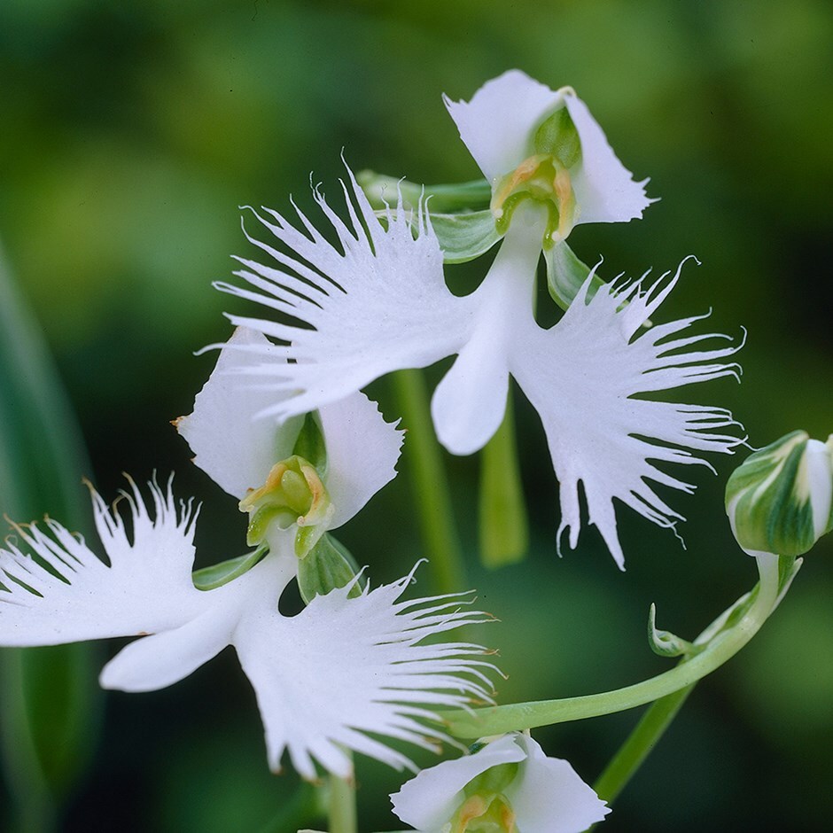Buy egret orchid (syn. Habenaria radiata) Pecteilis radiata: £6.74 ...