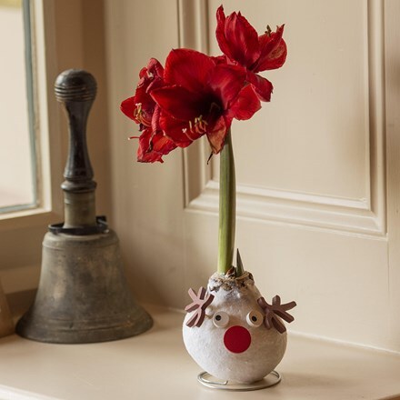 Picture of Wax Amaryllis Rudolph