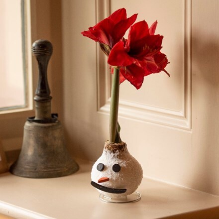 Picture of Wax Amaryllis Frosty