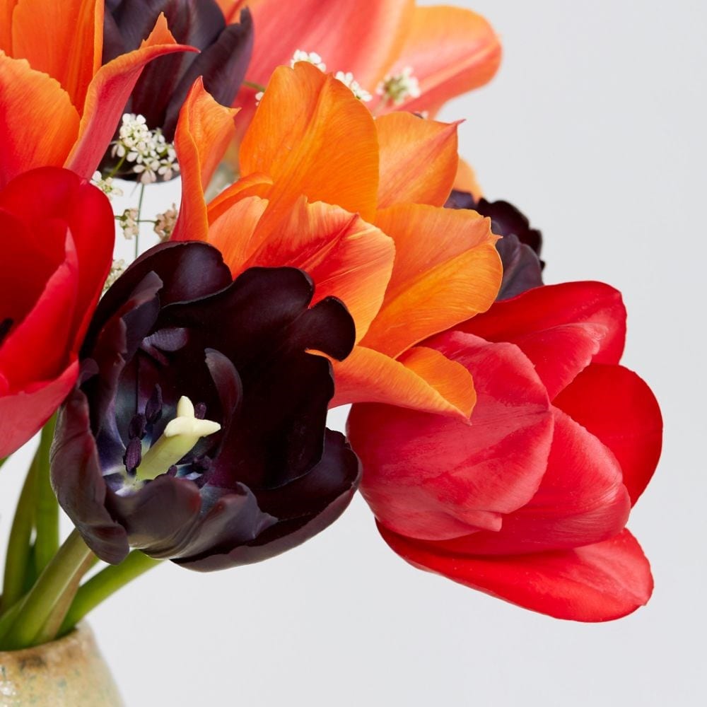 Bold & beautiful tulip collection -60+30 Free bulbs