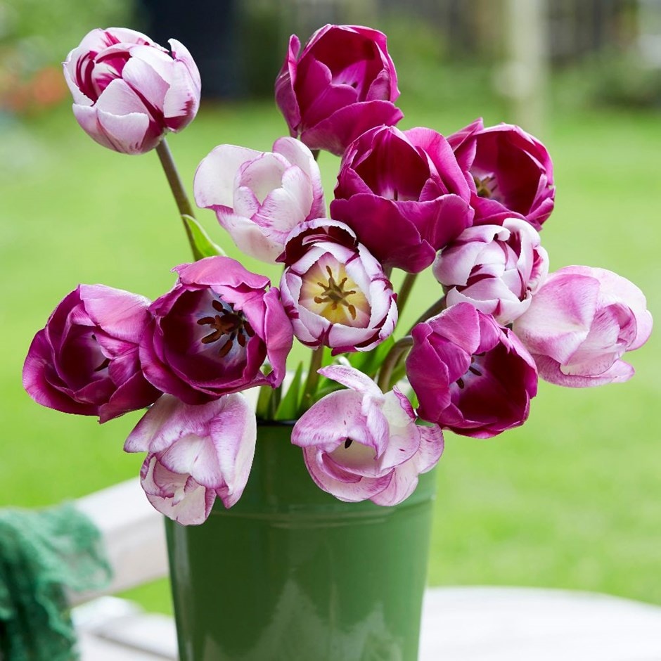 Plum and pink tulip collection - 60+30 Free bulbs