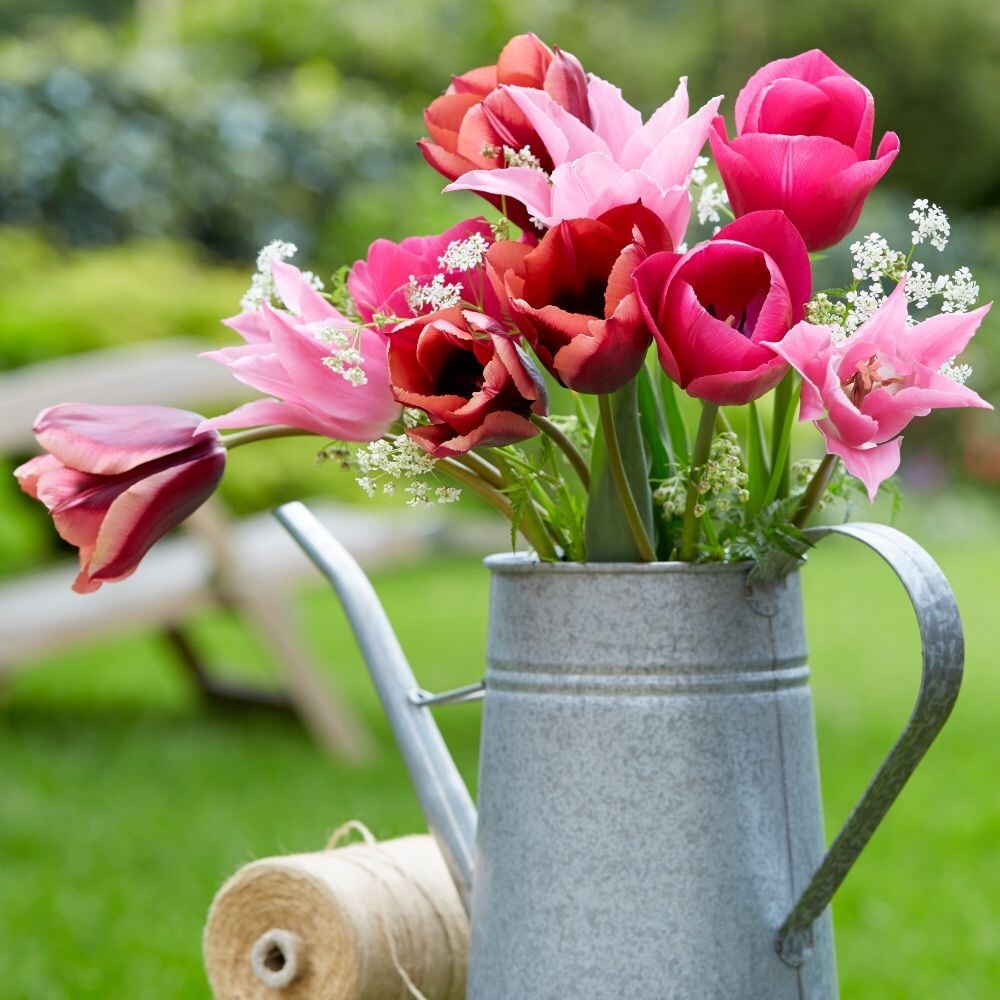 Caramel blush tulip collection - 50+25 Free bulbs