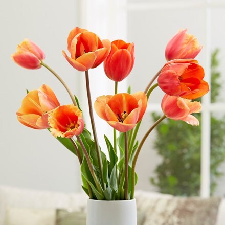 Picture of Citrus burst tulip collection