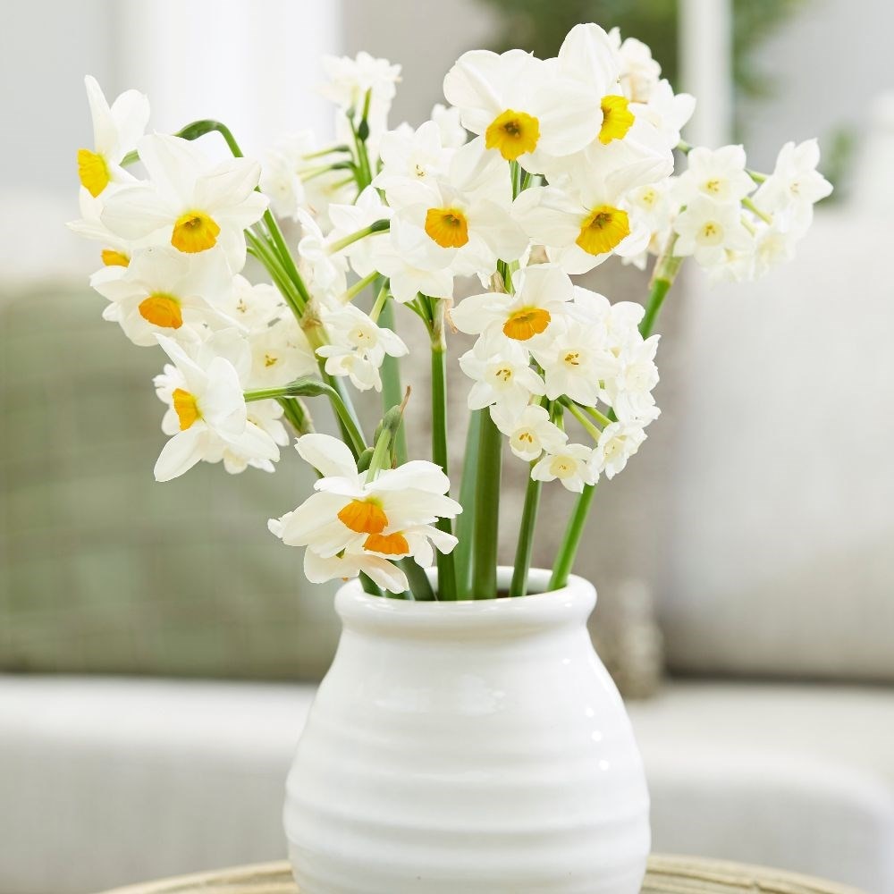 Sweet and fragrant daffodil collection