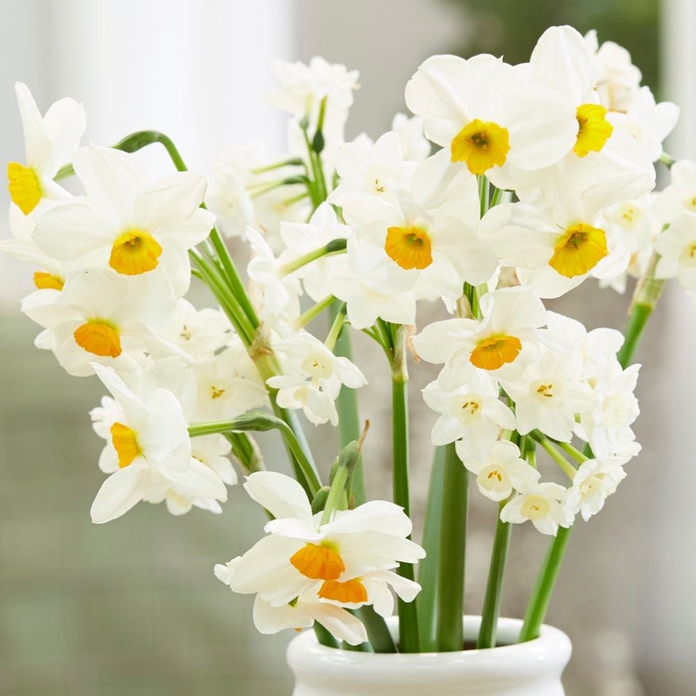Sweet & fragrant daffodil collection