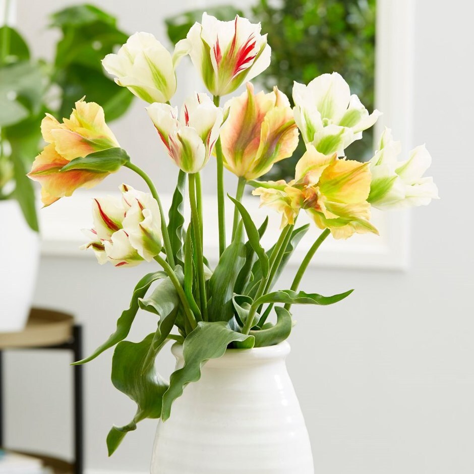 Artist tulip collection - 50+25 Free bulbs
