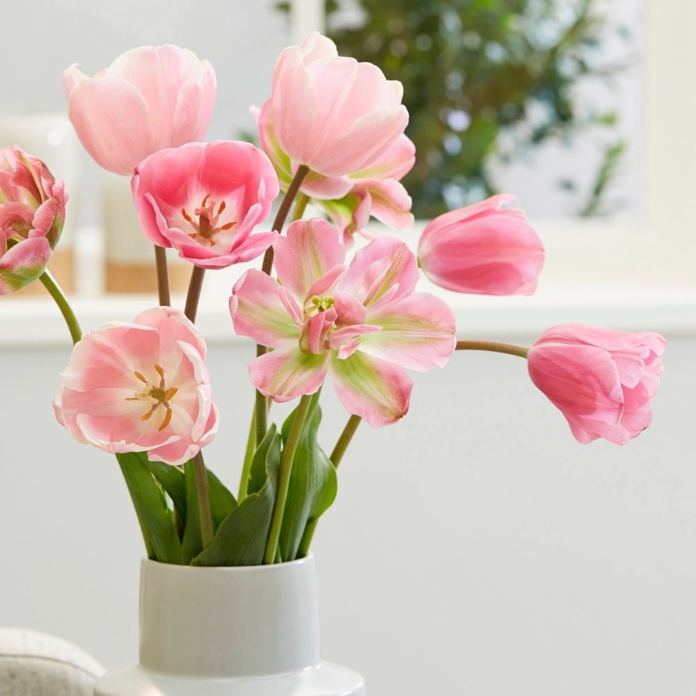 Pastel pink tulip collection - 54+27 Free bulbs