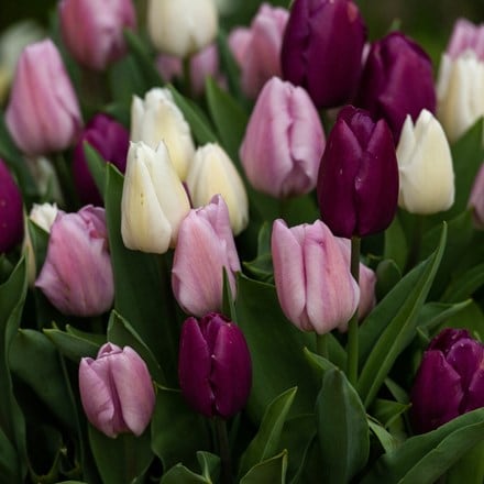 Spring fresh tulip collection