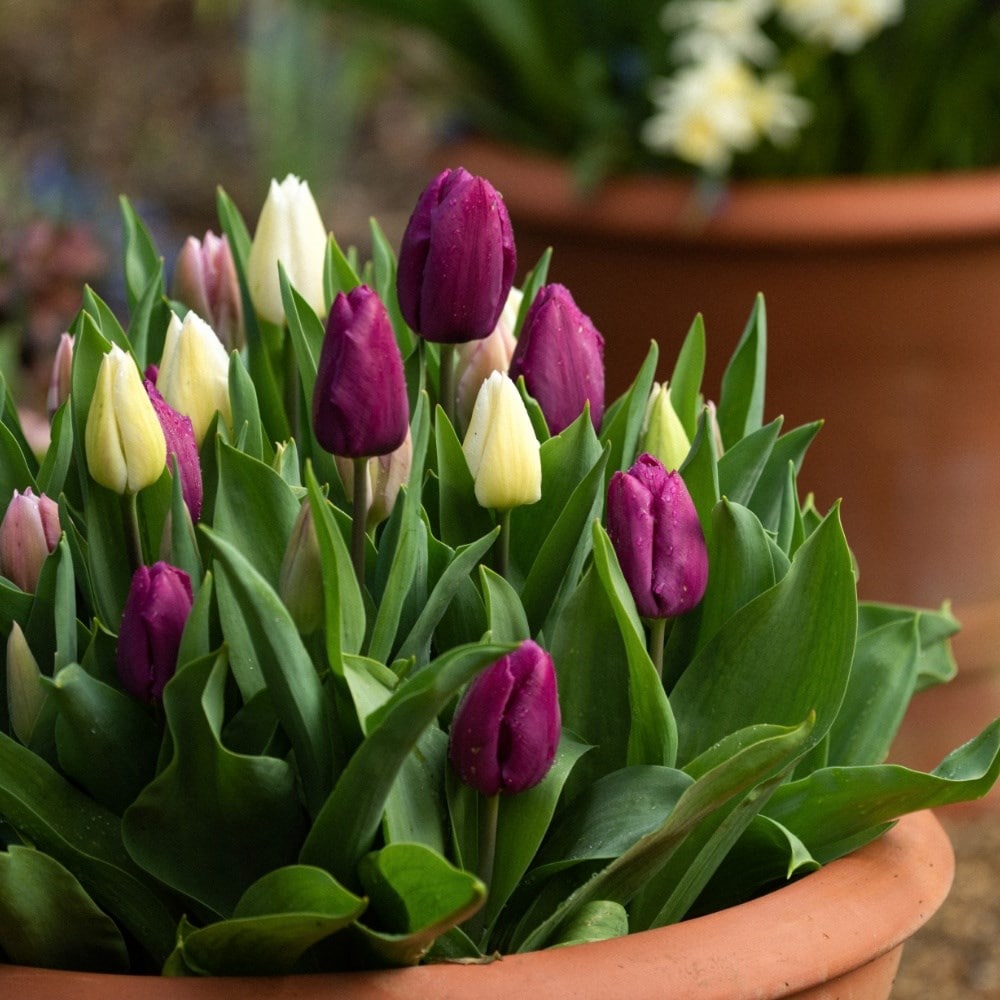 Spring fresh tulip collection - 60+30 Free bulbs