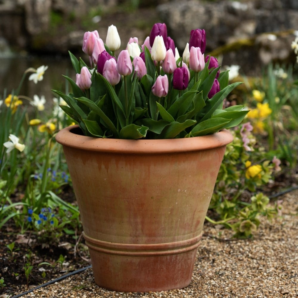 Spring fresh tulip collection - 60+30 Free bulbs