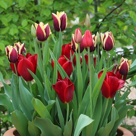 Picture of Velvet tulip collection