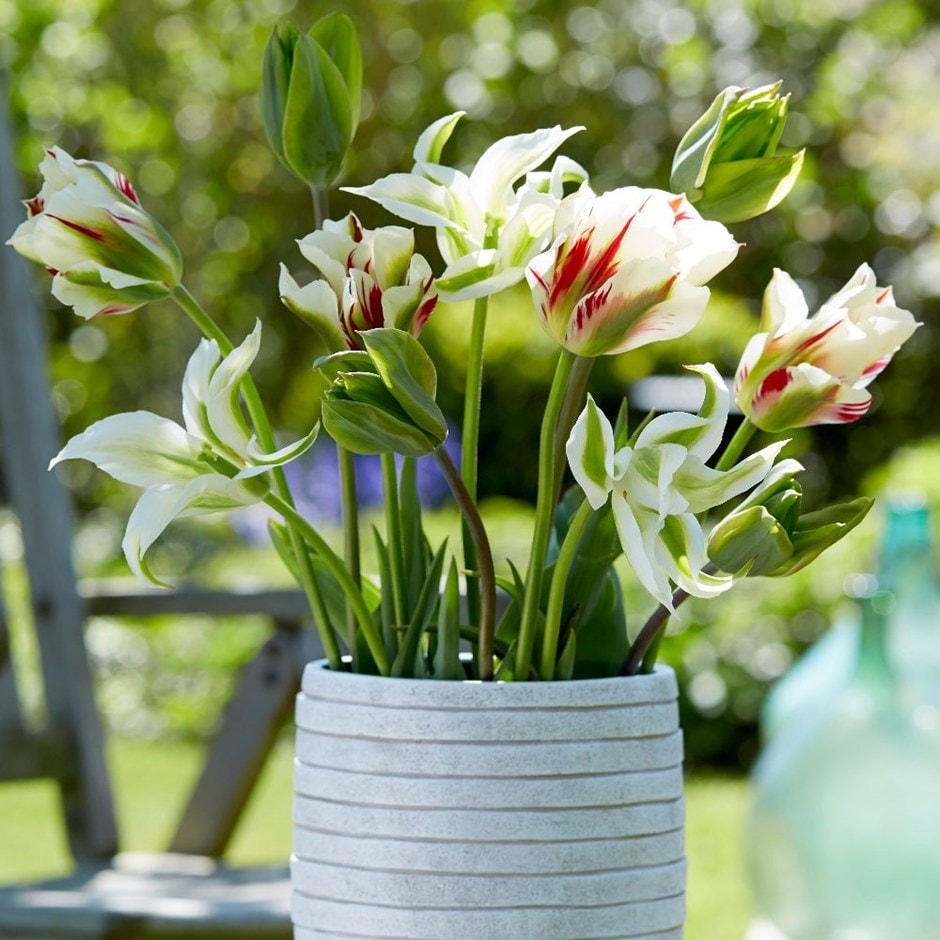 Lime zinger tulip collection - 40+20 Free bulbs
