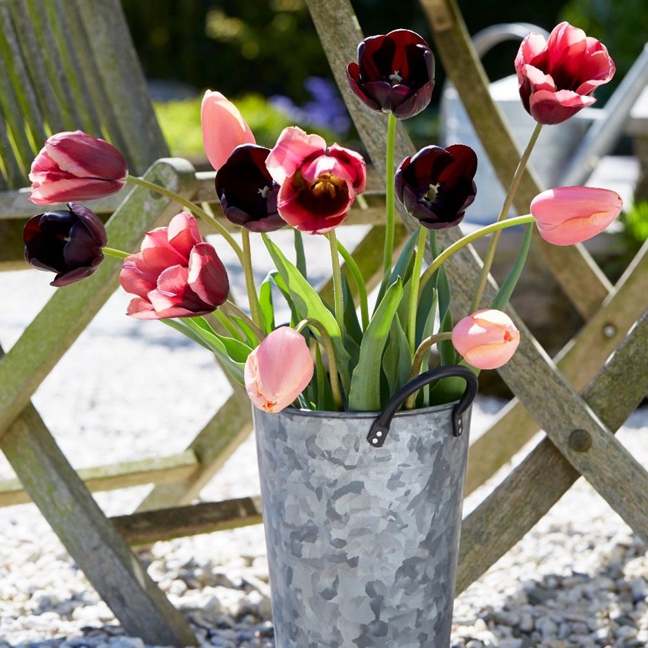 Persian tulip collection - 50+25 Free bulbs