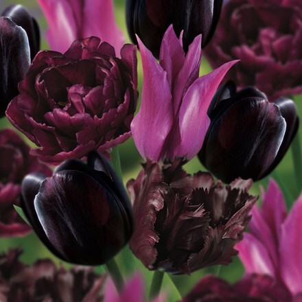 Picture of Dark tulip collection