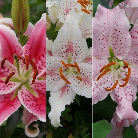 Lilium Oriental lily collection