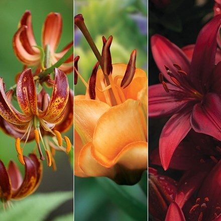Picture of Lilium Fiery lily collection