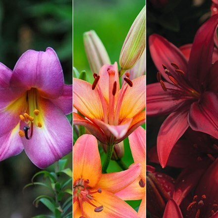 Picture of Lilium Sunset lily collection