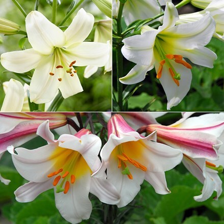Lilium Top white lily collection