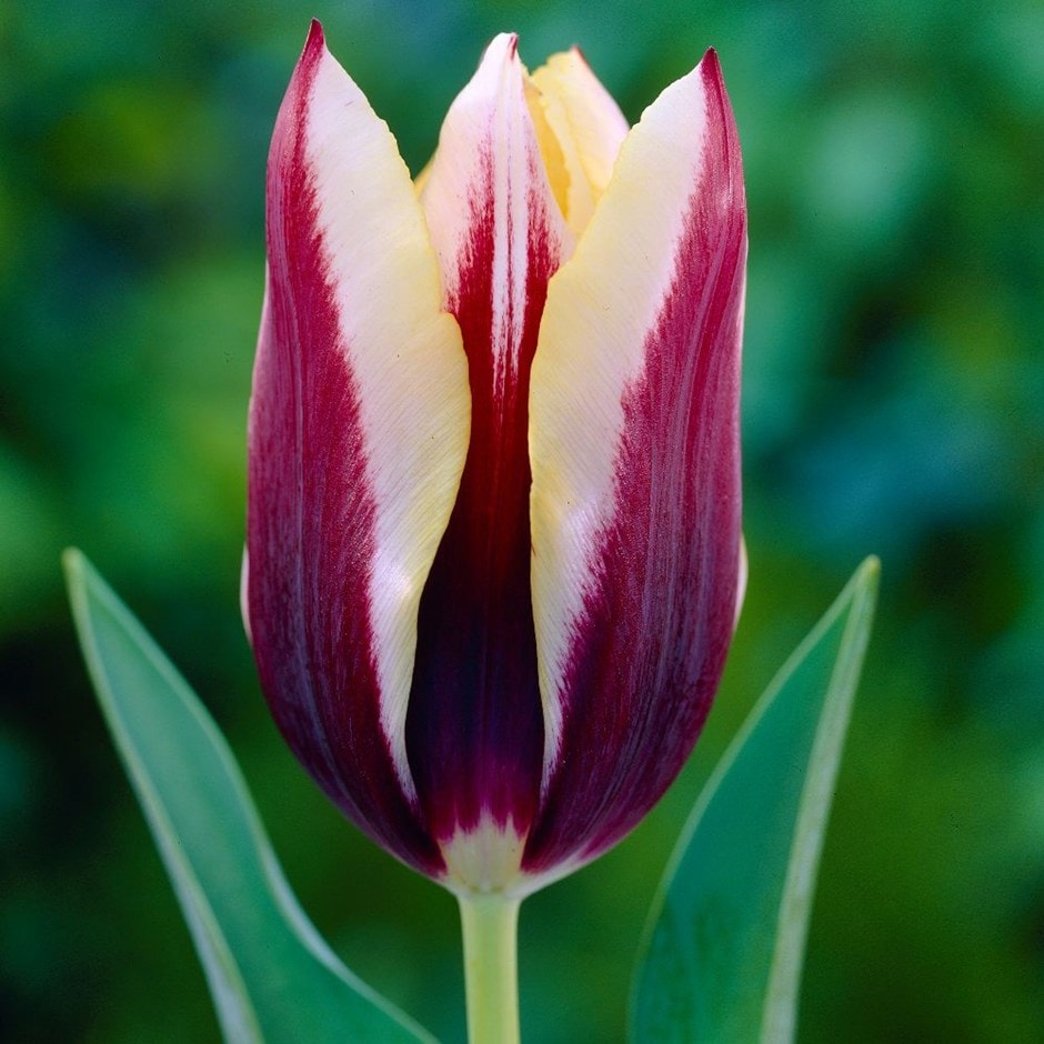 Buy triumph tulip bulbs Tulipa Gavota: £6.49 Delivery by Crocus