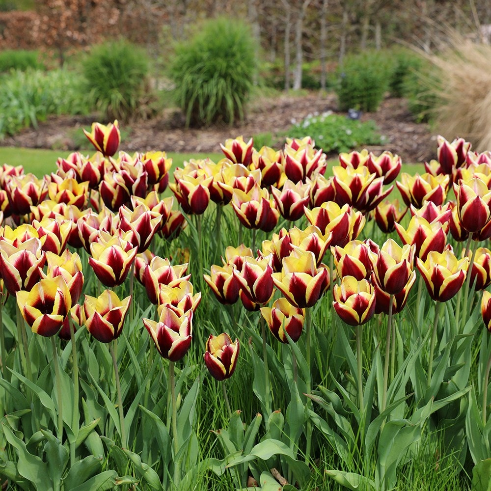 <i>Tulipa</i> 'Gavota'