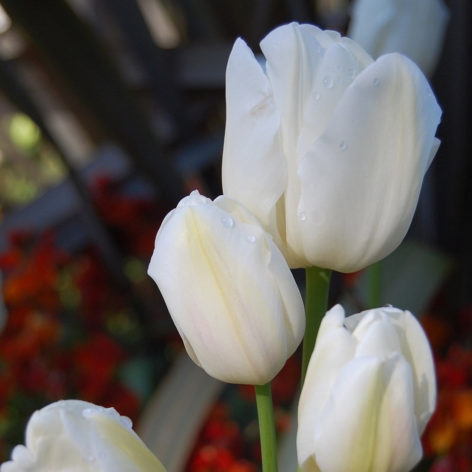 <i>Tulipa</i> 'Weisse Berliner'