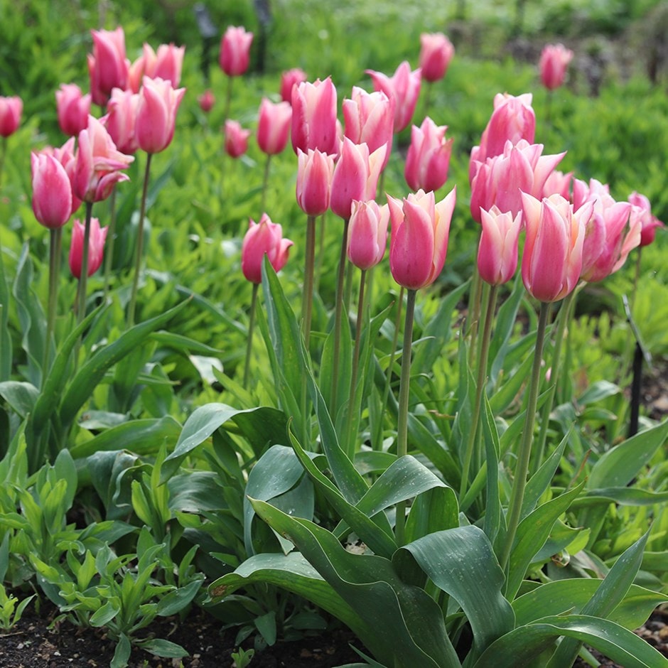 <i>Tulipa</i> 'Sanne'