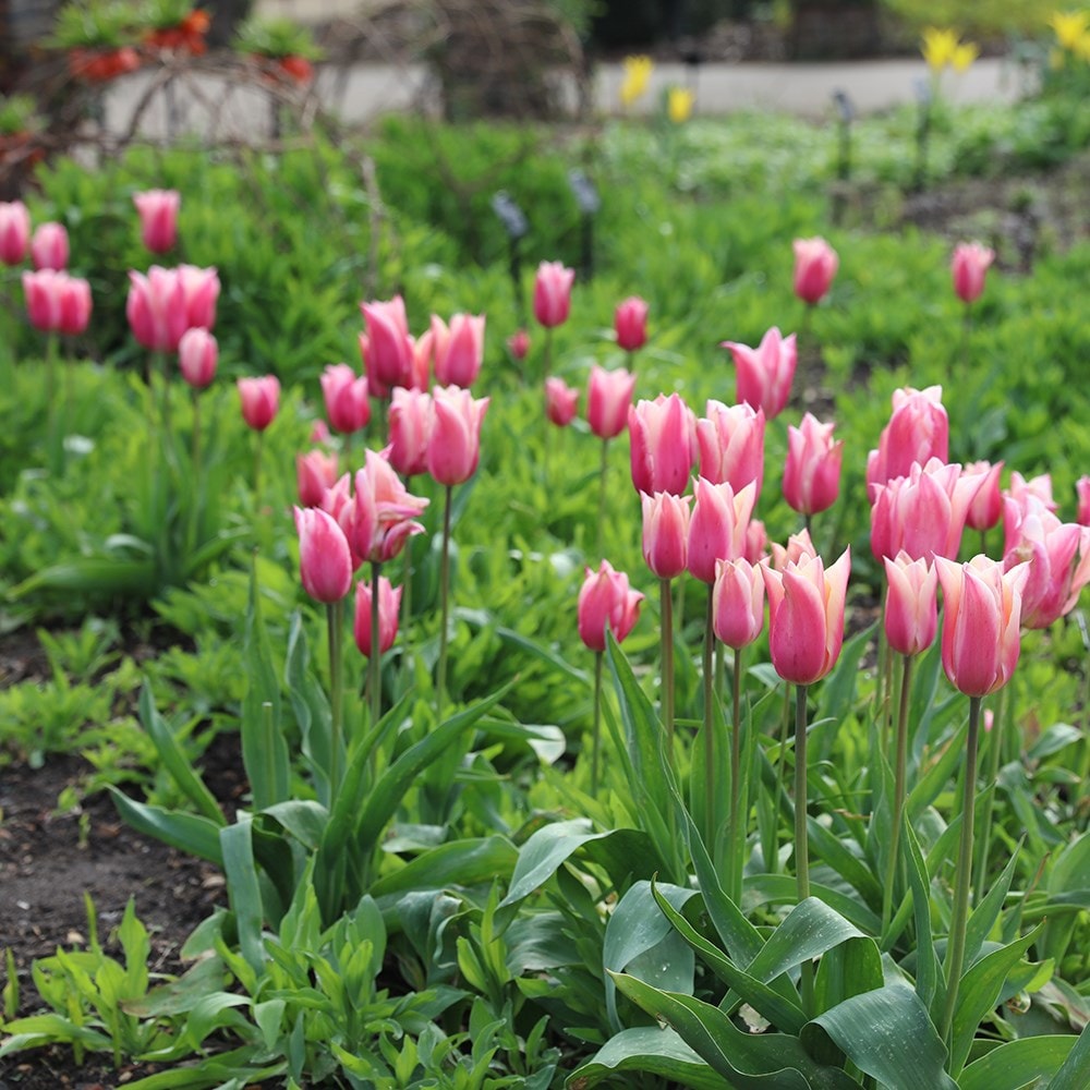 <i>Tulipa</i> 'Sanne'