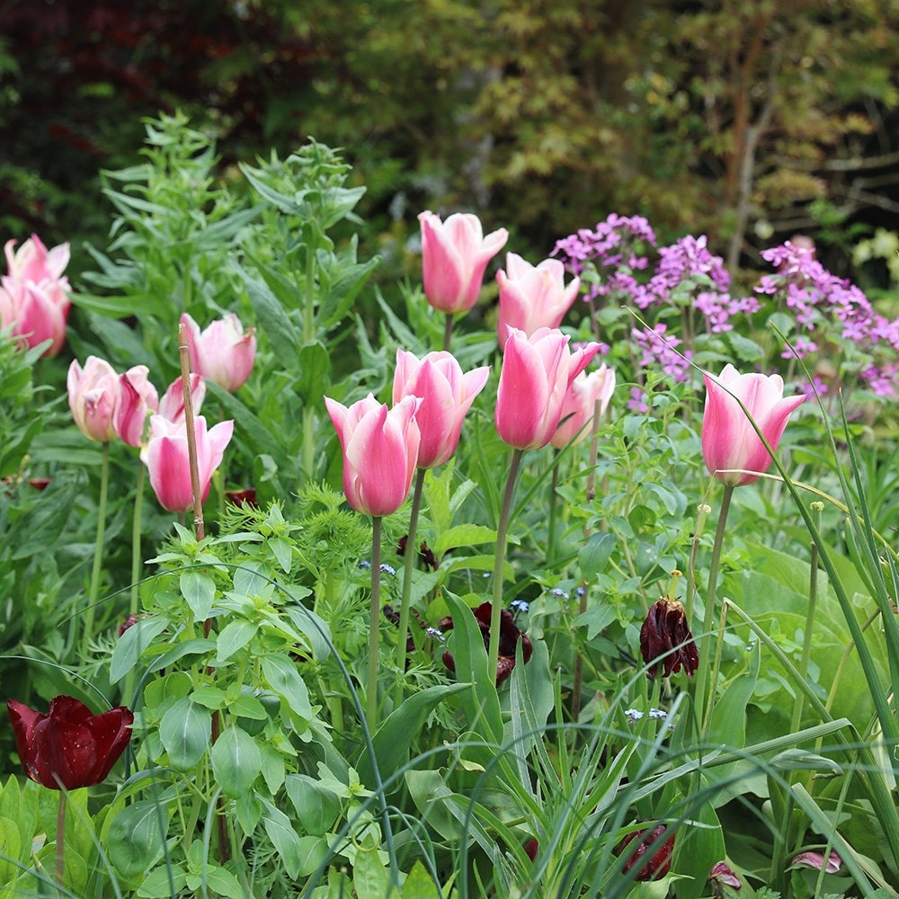 Buy triumph tulip bulbs Tulipa Sanne: £5.99 Delivery by Crocus