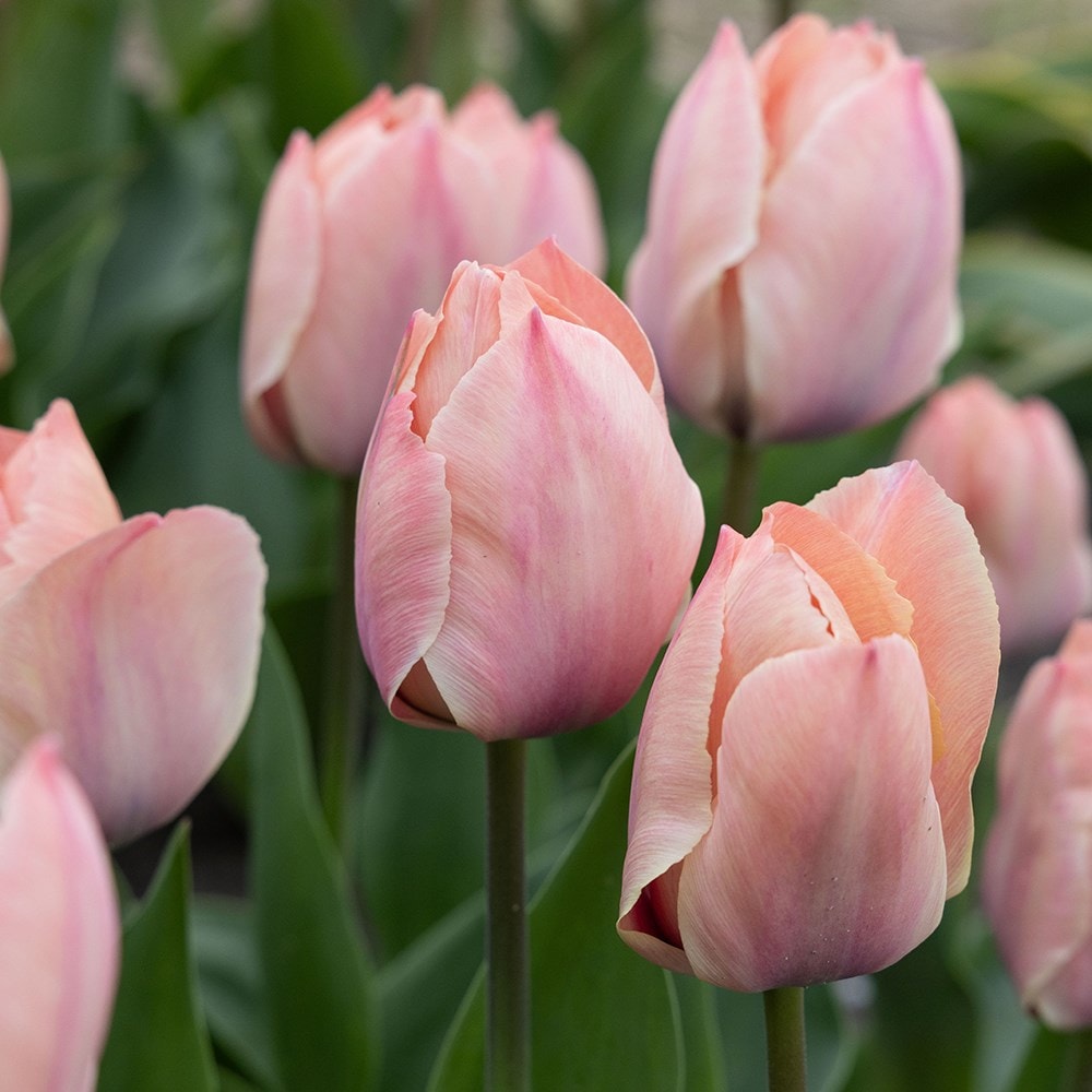 Product options image