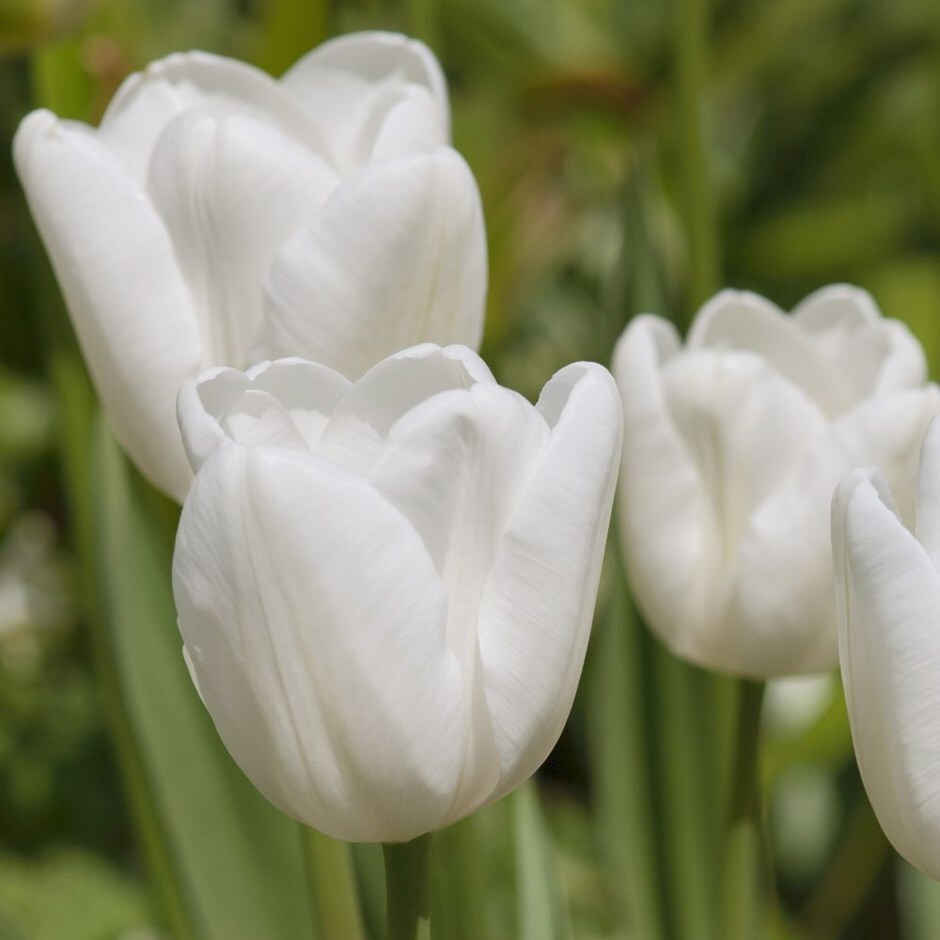 <i>Tulipa</i> 'Pim Fortuyn'