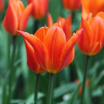 Picture of Tulipa Royal Pretender