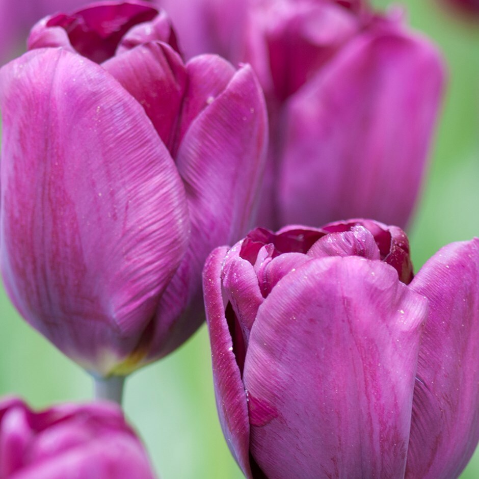 Buy Triumph Tulip Bulbs Tulipa Purple Lady Pbr £599 Delivery By Crocus