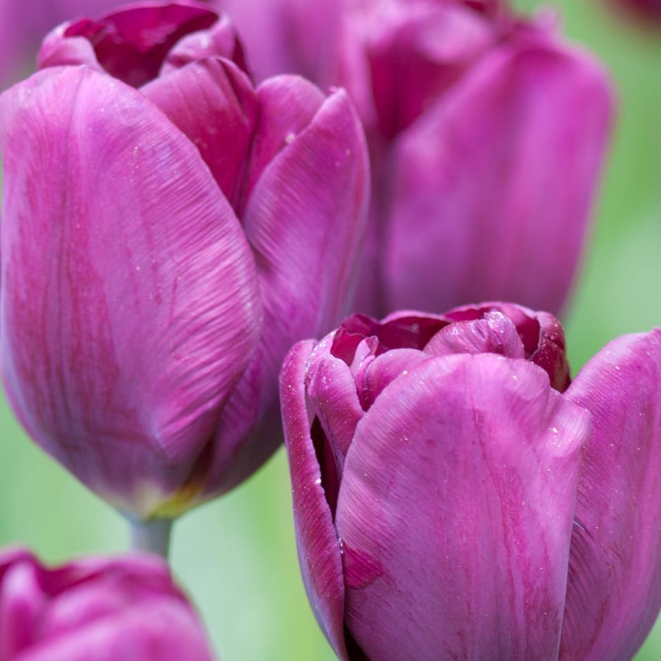 <i>Tulipa</i> 'Purple Lady' (PBR)