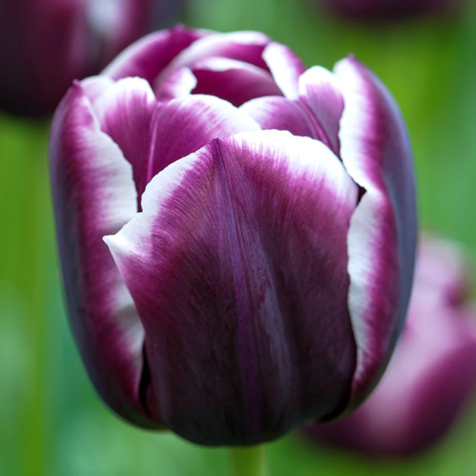 <i>Tulipa</i> 'Fontainebleau'