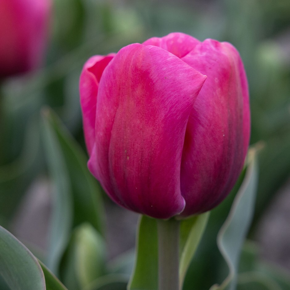 <i>Tulipa</i> 'Carola'