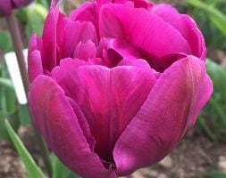 double late tulip bulbs