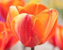 triumph tulip bulbs