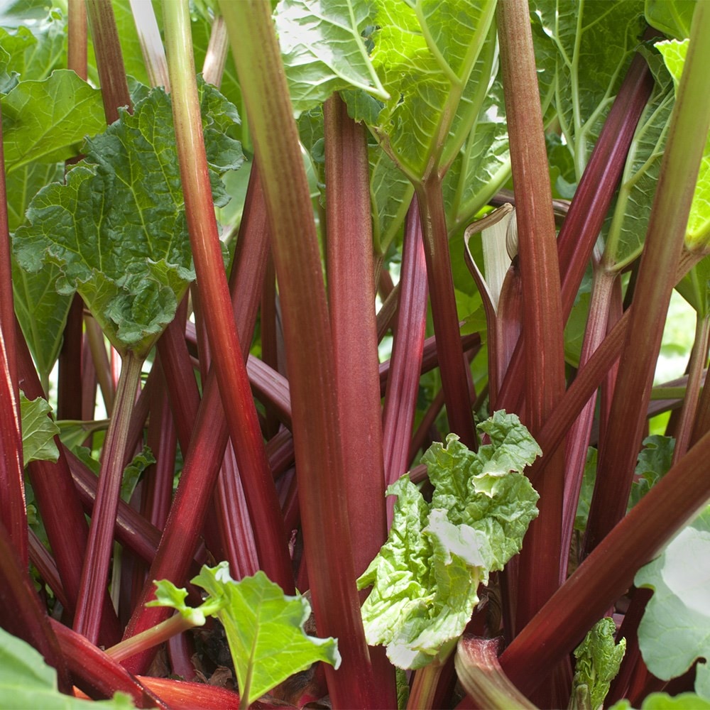 rhubarb 'Goliath'