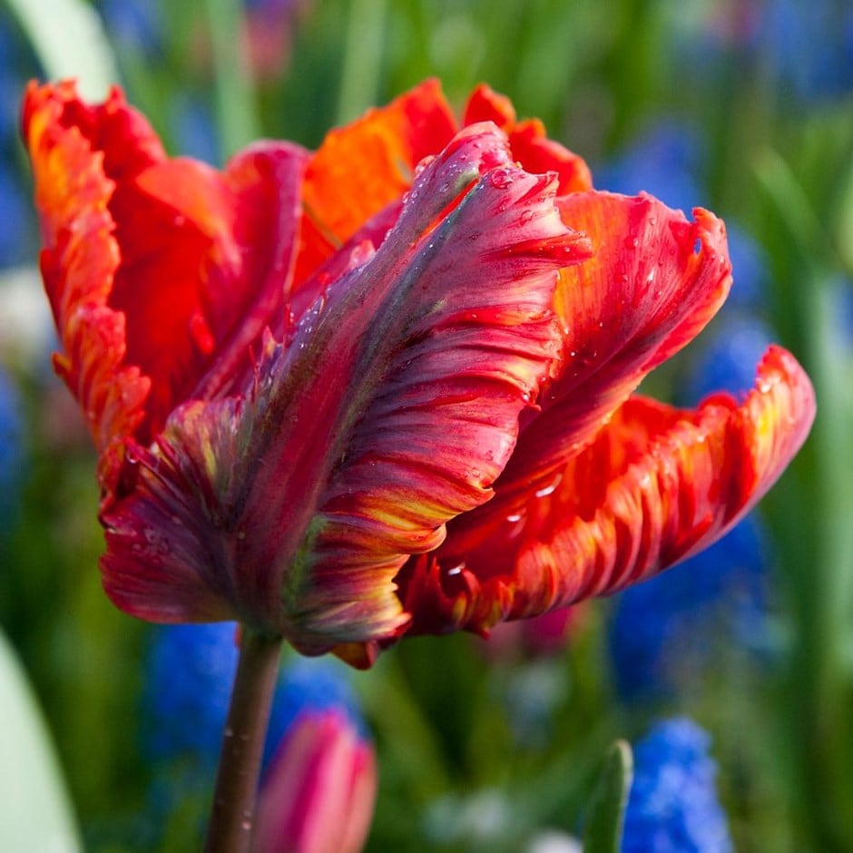 Buy parrot  tulip  bulbs Tulipa  Rasta Parrot  3 99 Delivery 