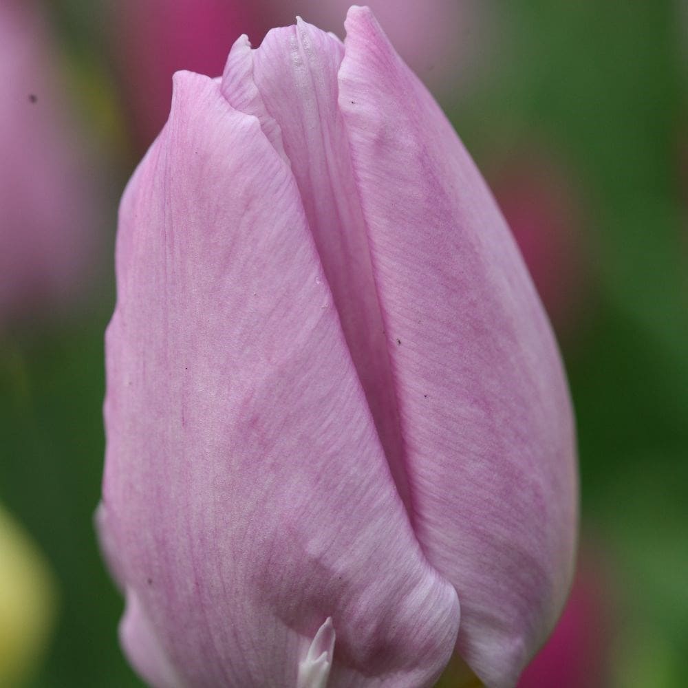 <i>Tulipa</i> ‘Candy Prince’ (PBR)