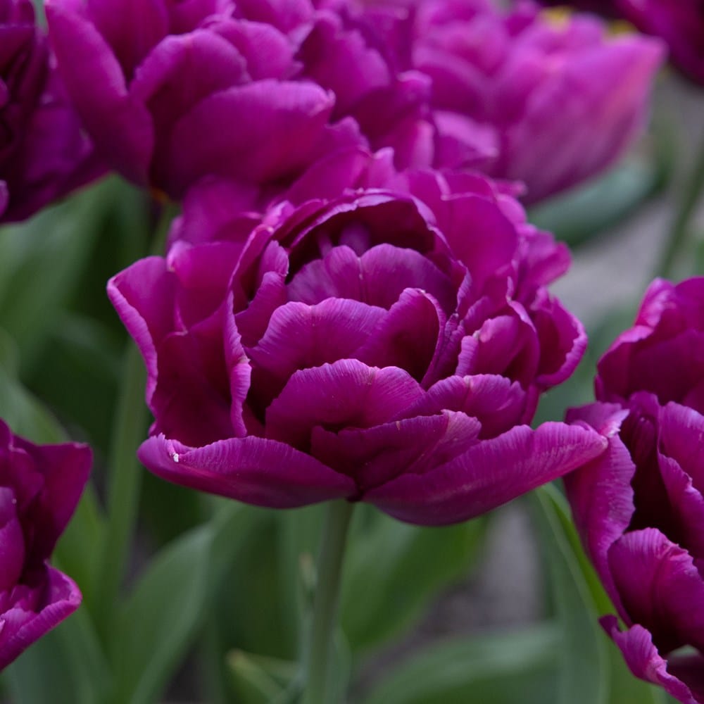 Product options image