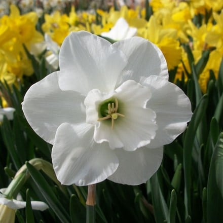Narcissus Misty Glen