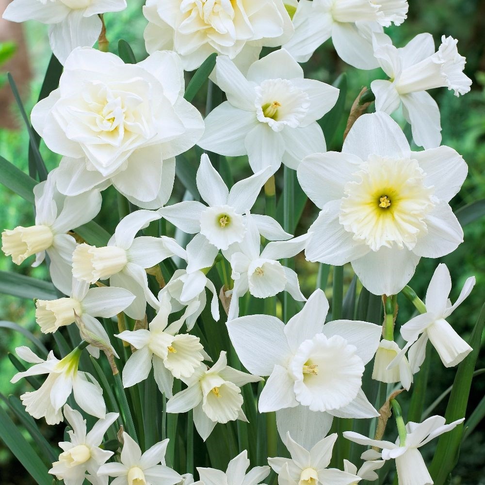 <i>Narcissus</i> 'Snow Fusion'