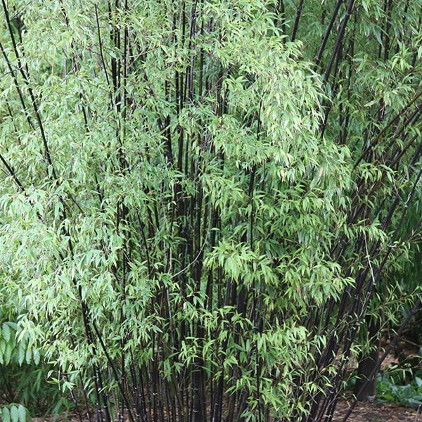 Buy black bamboo Phyllostachys nigra: £47.99 Delivery by Crocus