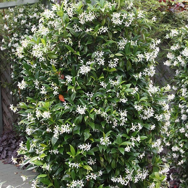 <i>Trachelospermum jasminoides</i> 