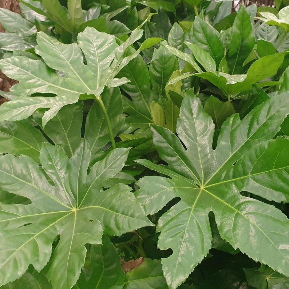 Buy Japanese aralia Fatsia japonica: Â£16.99 Delivery by Crocus