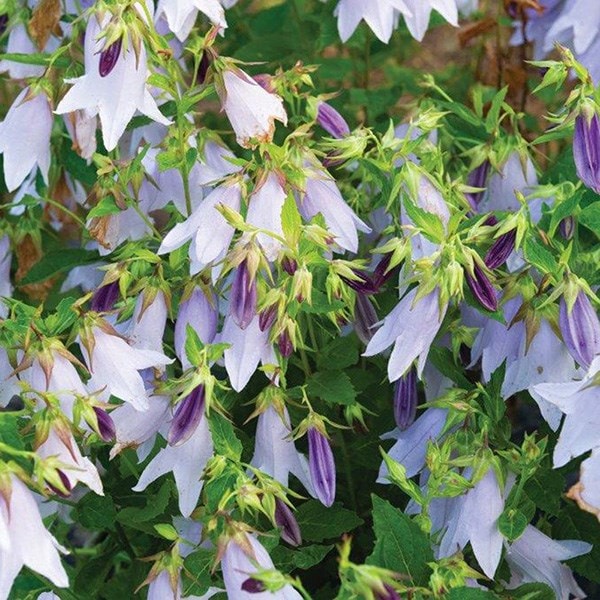 Buy campanula Campanula Iridescent Bells ('Iribella') (PBR): £7.99 ...